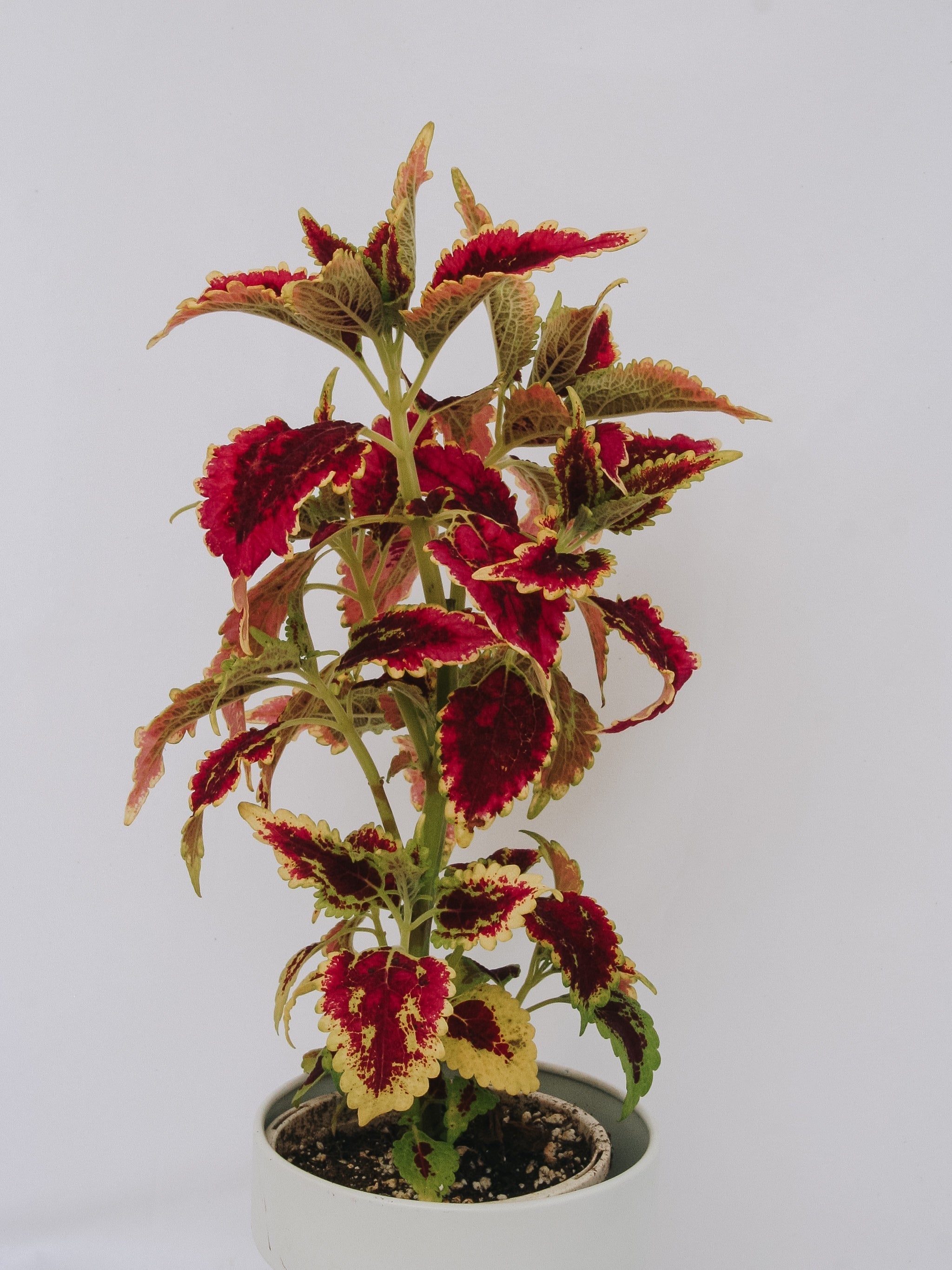 Focal Point Annuals