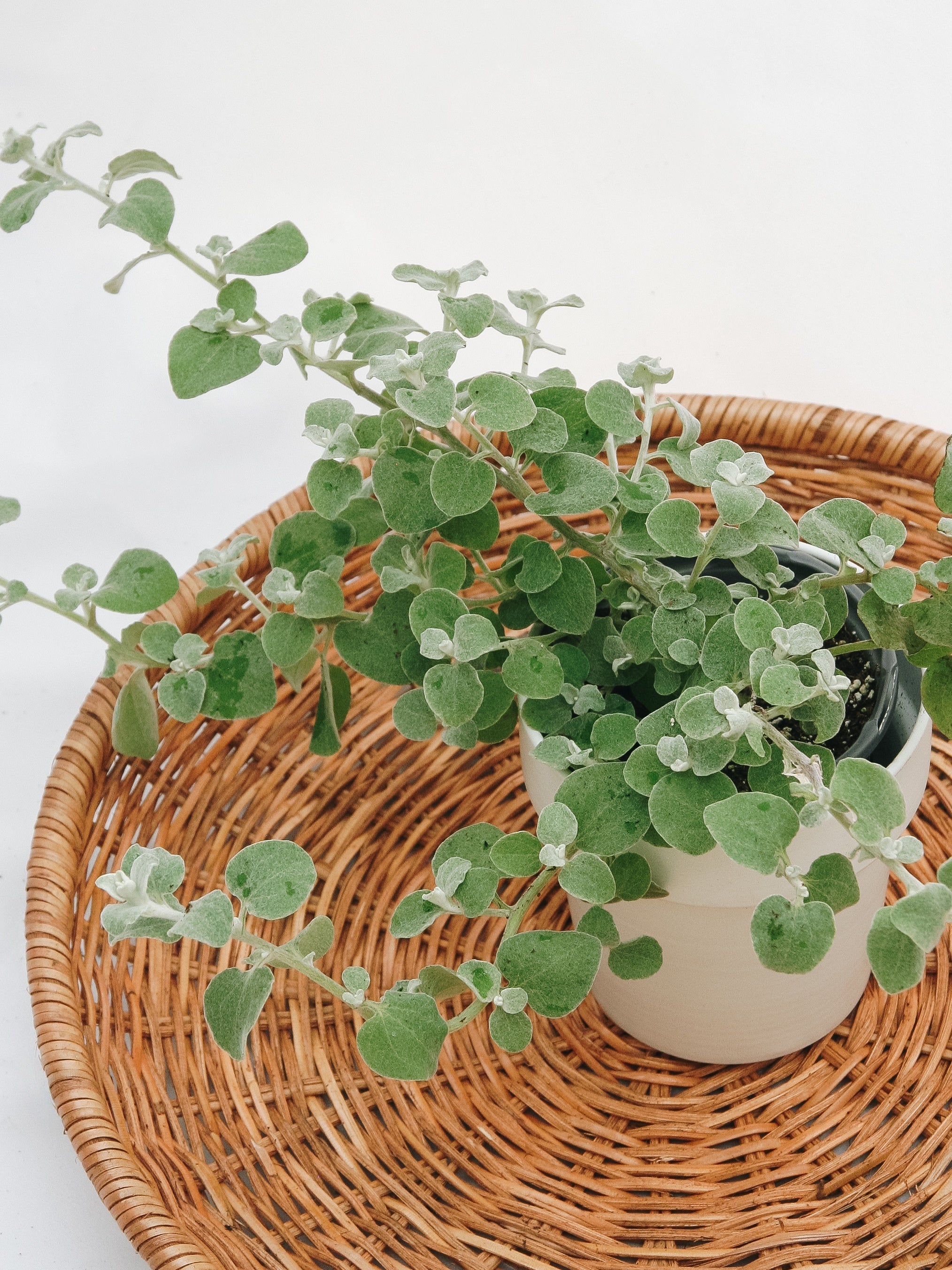 Trailing Plants