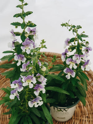 Angelonia Angelface Wedgewood Blue
