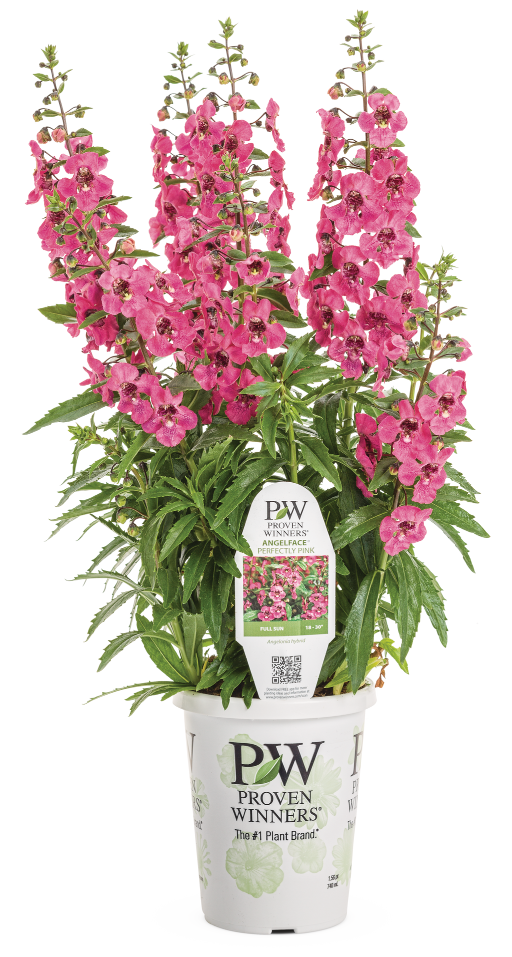 Angelonia Angelface Perfectly Pink