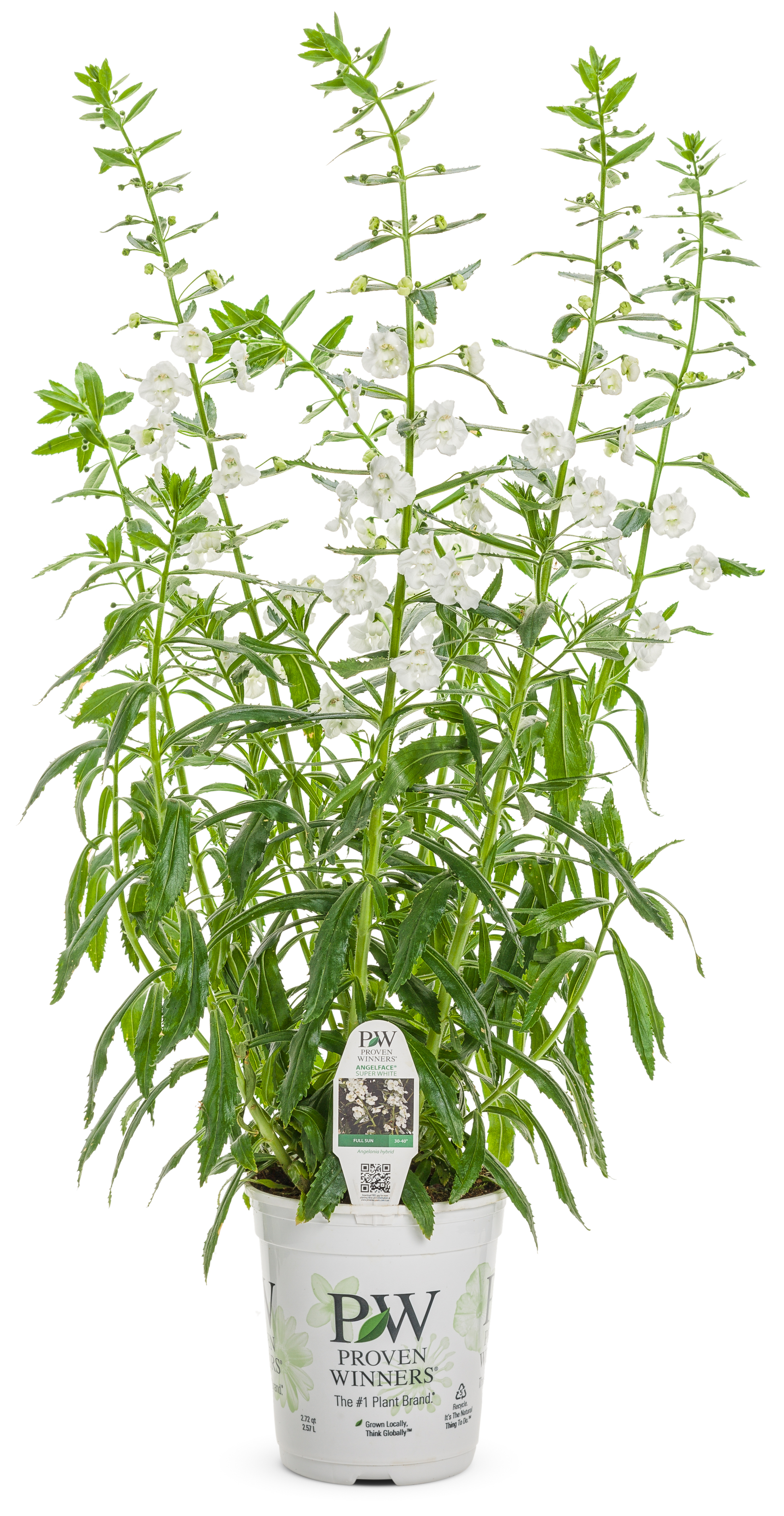 Angelonia Angelface Super White