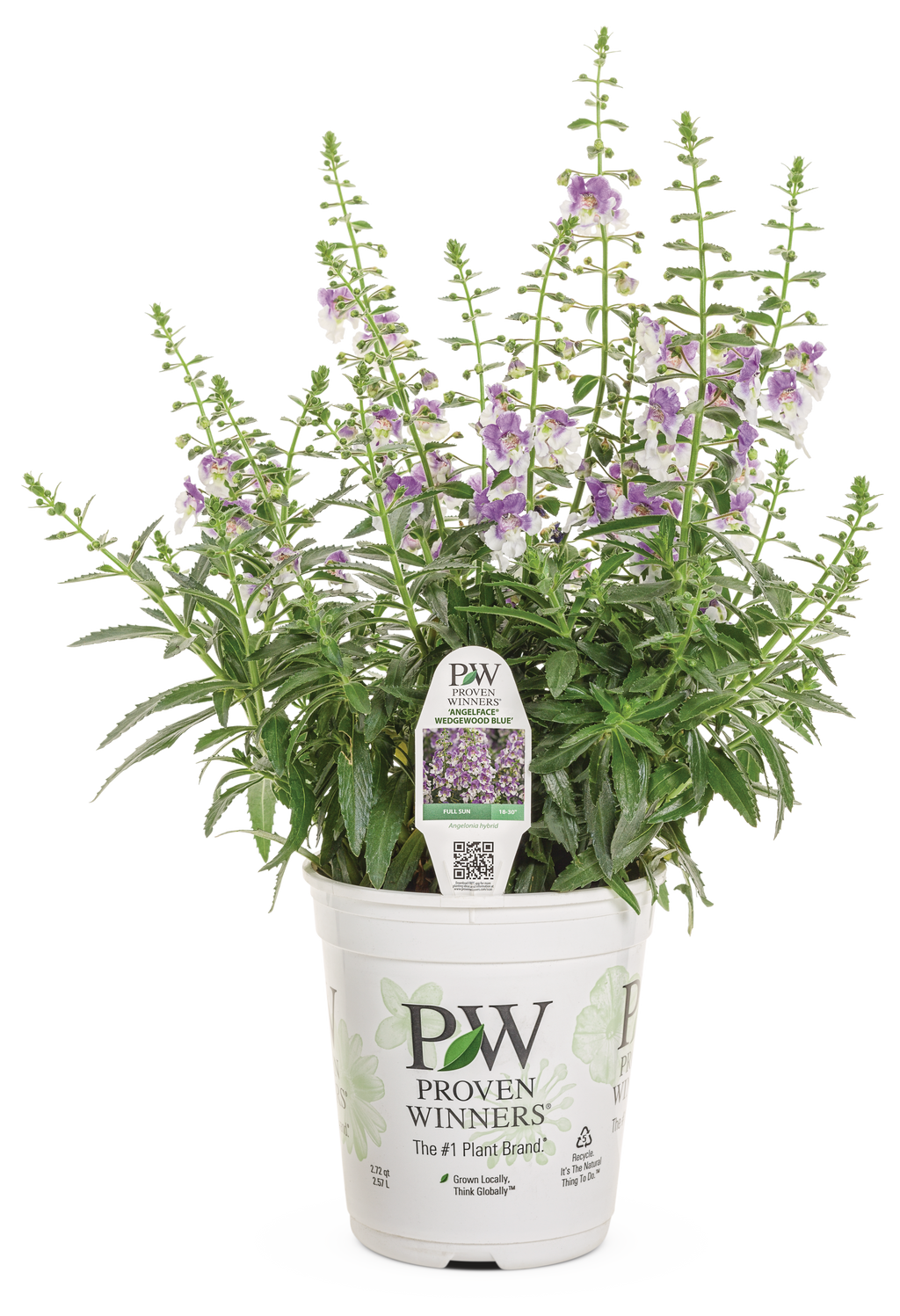 Angelonia Angelface Wedgewood Blue