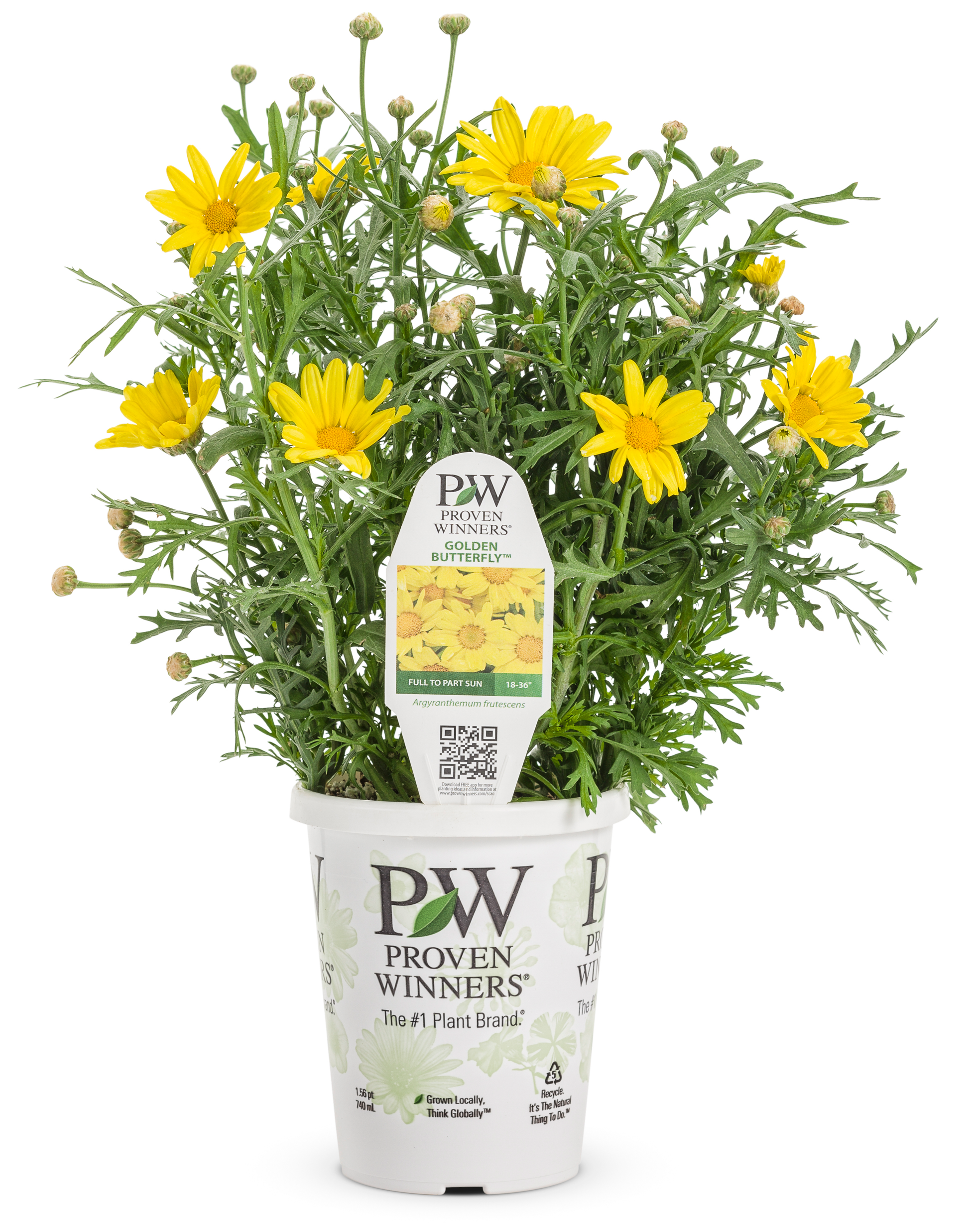 Argyranthemum Butterfly Golden