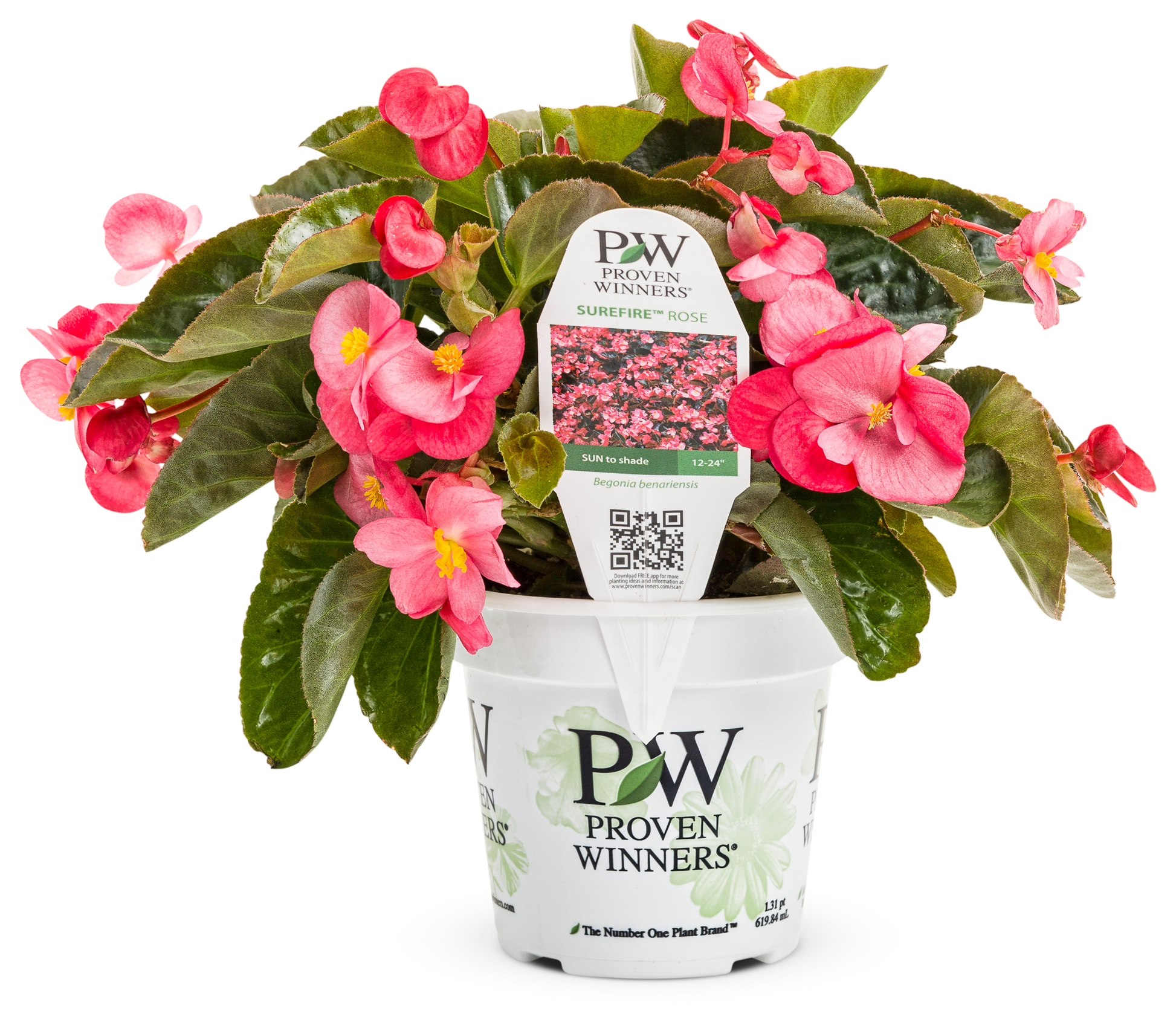Begonia Surefire Rose