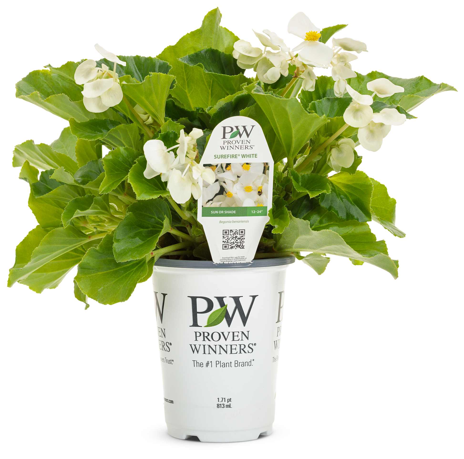Begonia Surefire White