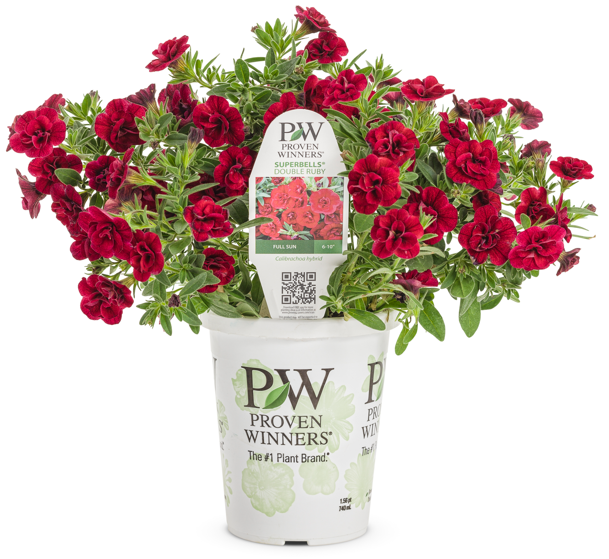 Calibrachoa Superbells¨ Double Ruby