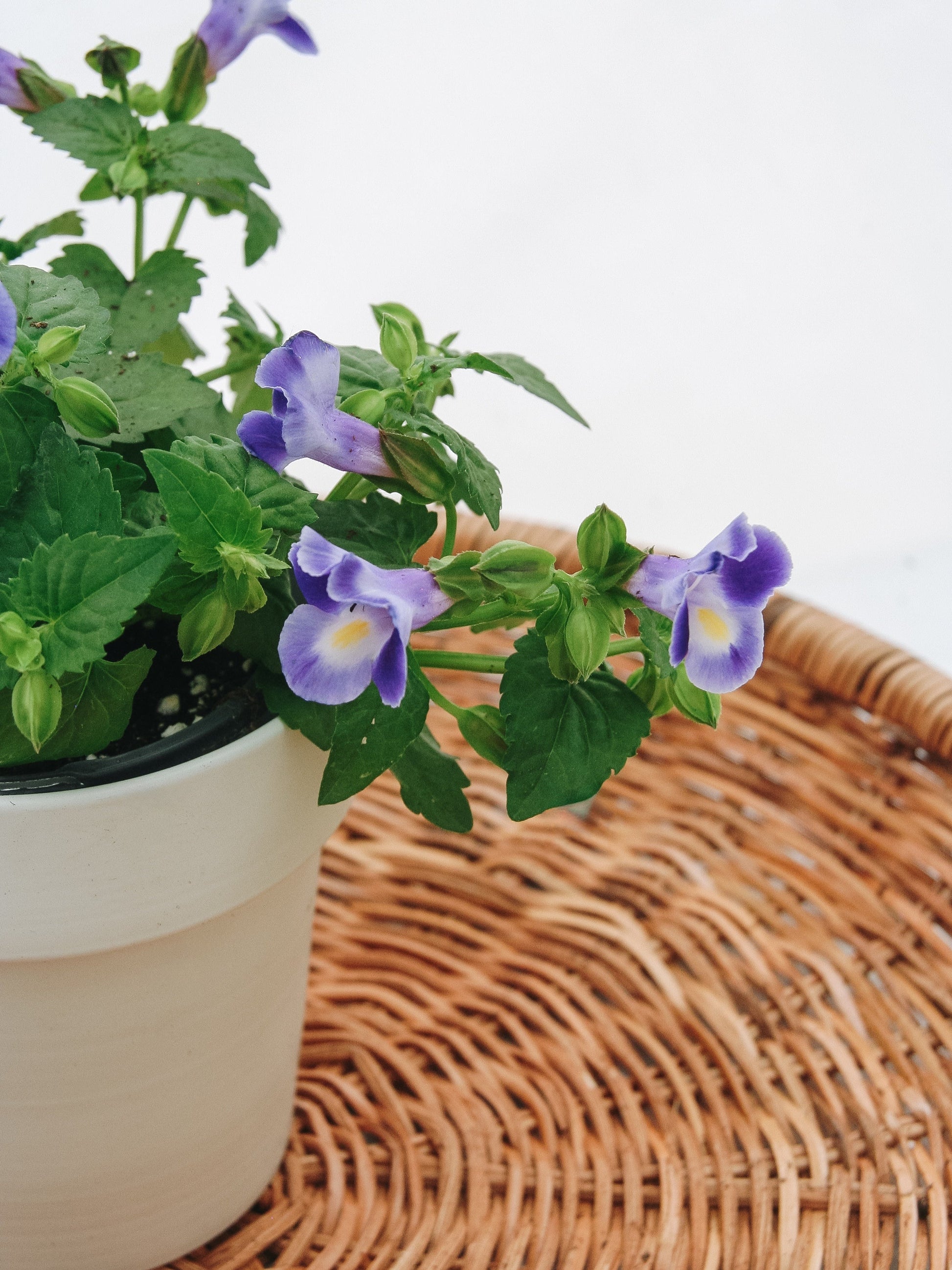 Torenia Catalina Midnight Blue