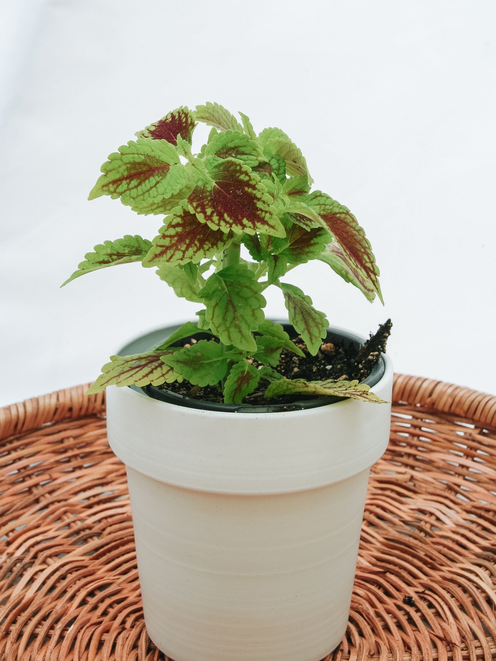 Coleus ColorBlaze Golden Dreams