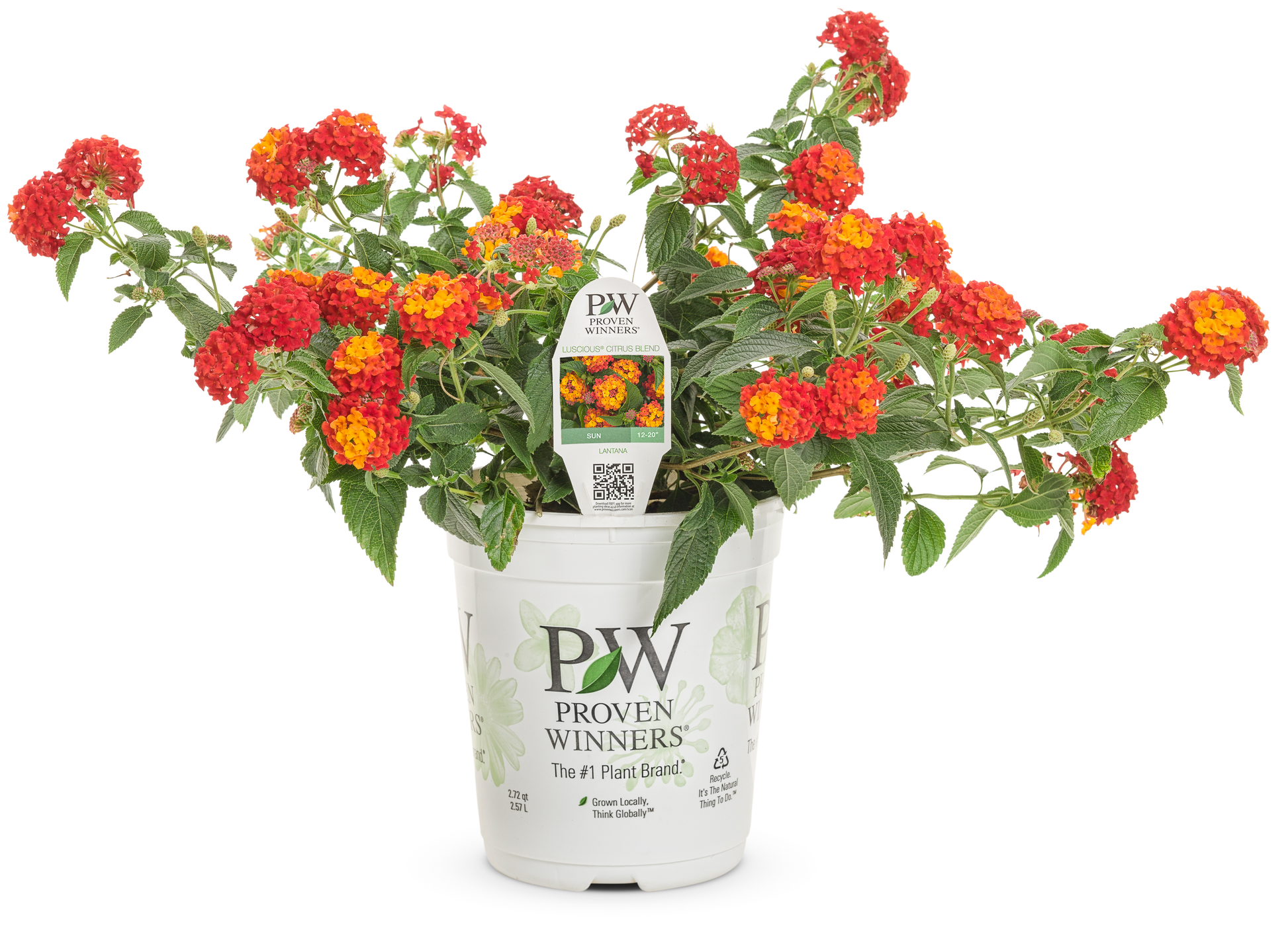 Lantana Luscious¨ Citrus Blend