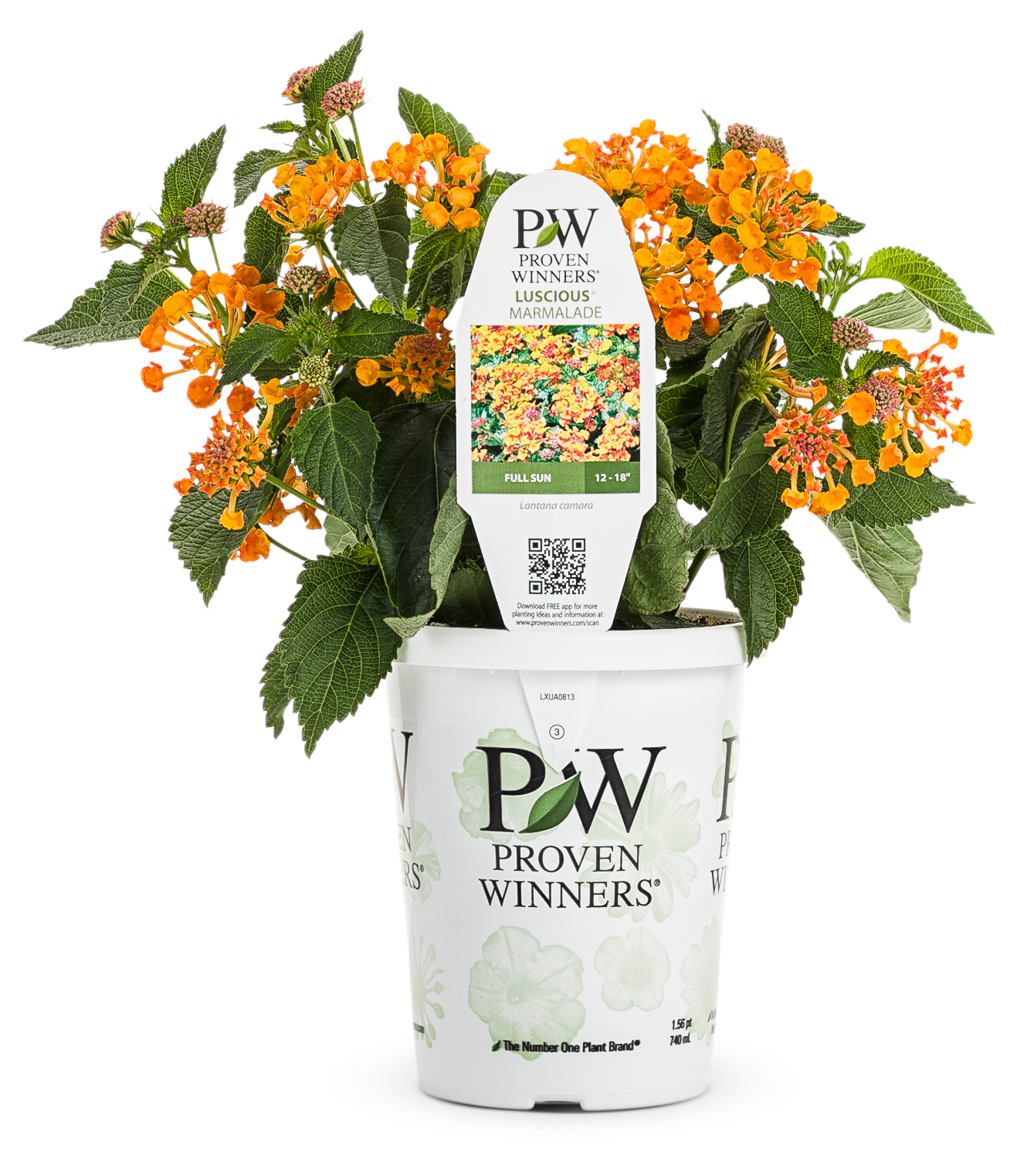 Lantana Luscious¨ Marmalade