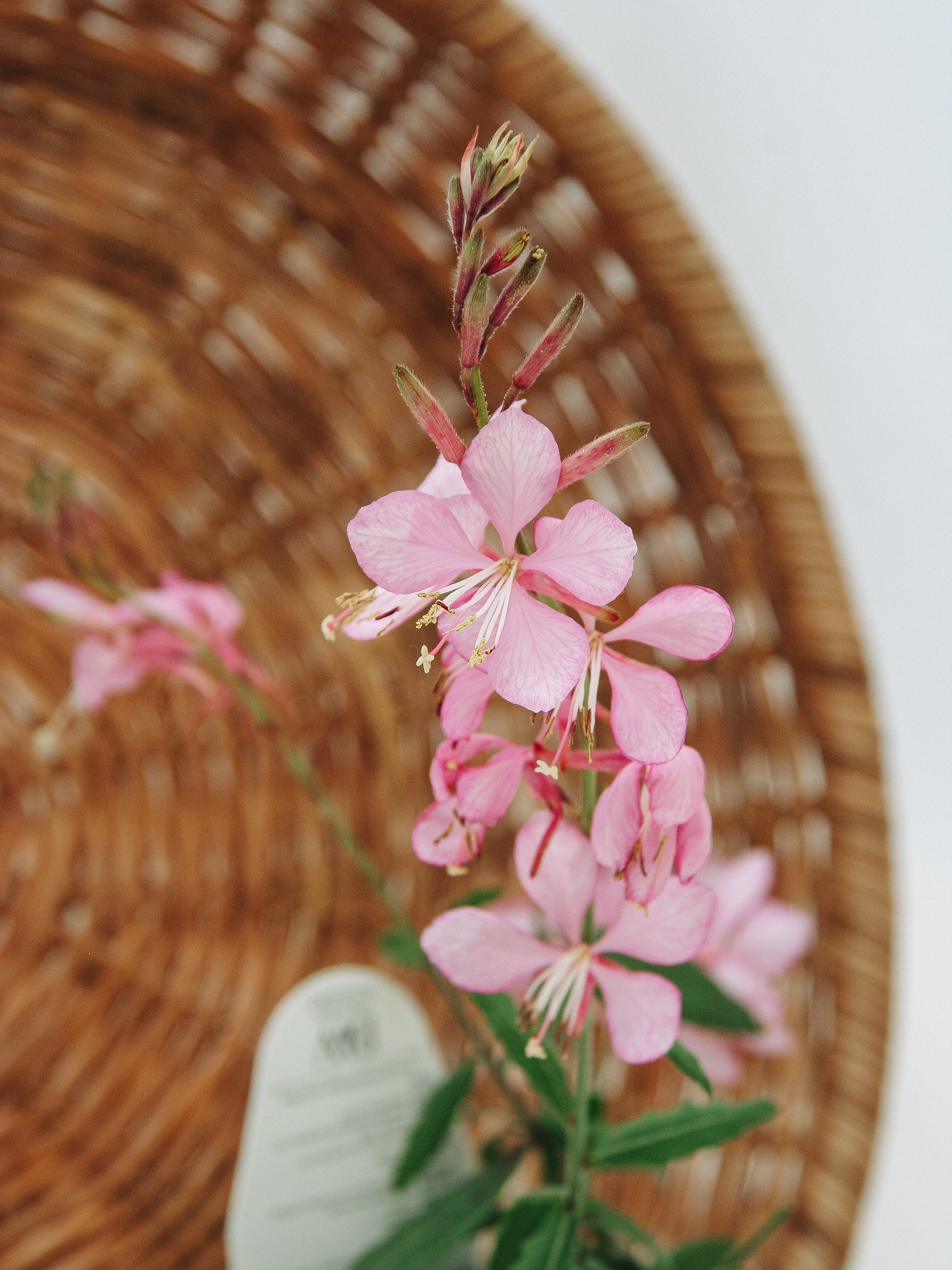 Guara Stratosphere Pink Picotee