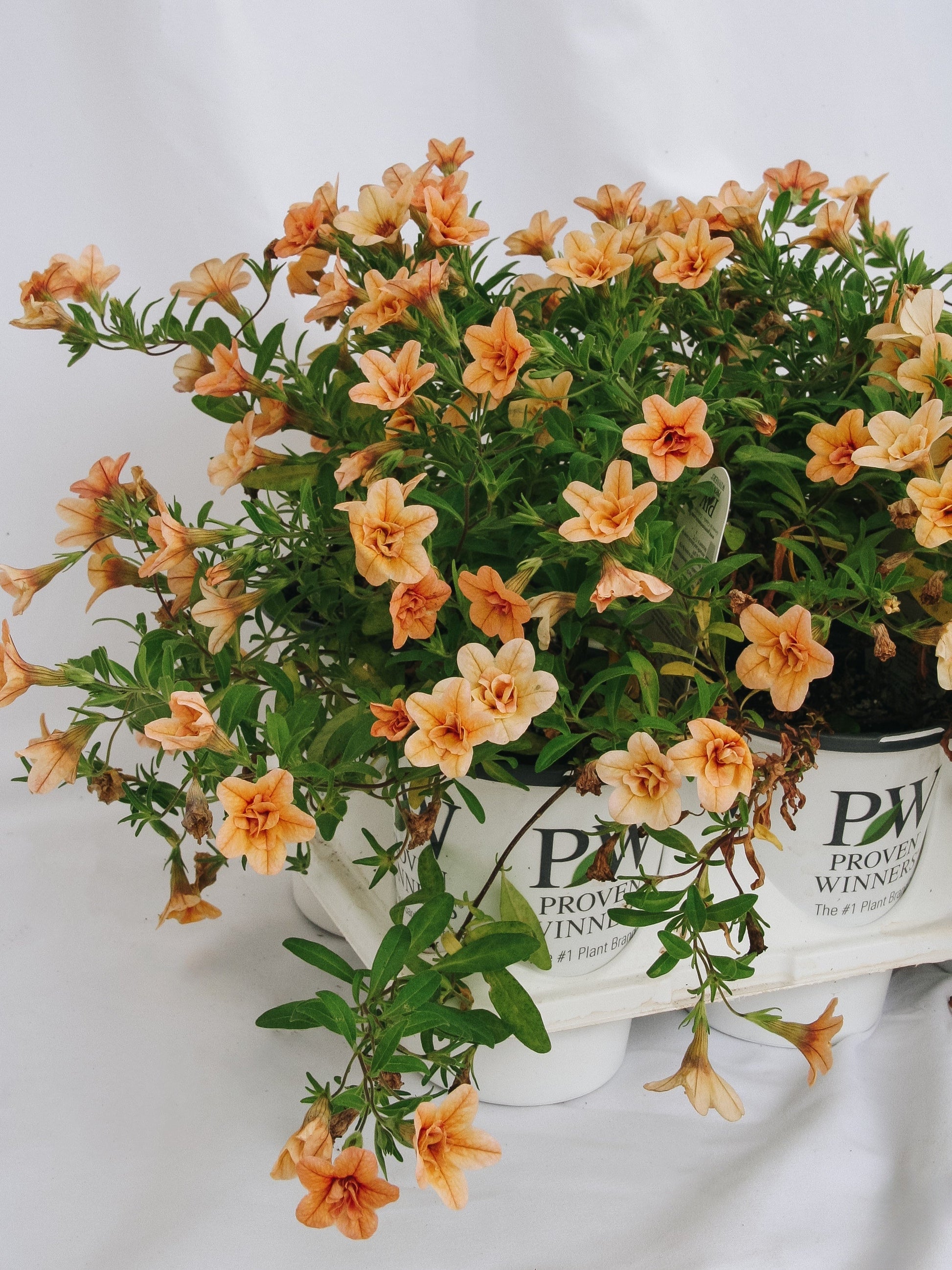 Calibrachoa Superbells Double Amber