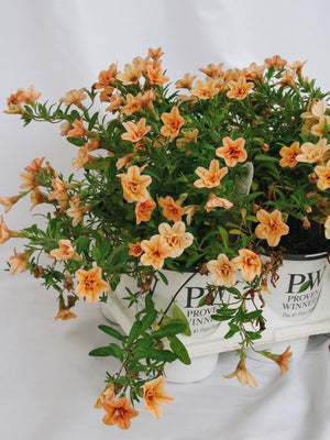 Calibrachoa Superbells Double Amber