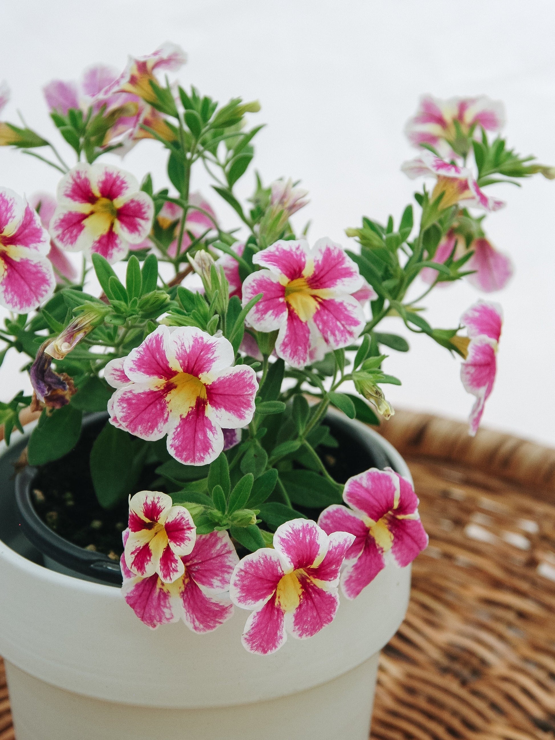 Calibrachoa Superbells Holy Cow!