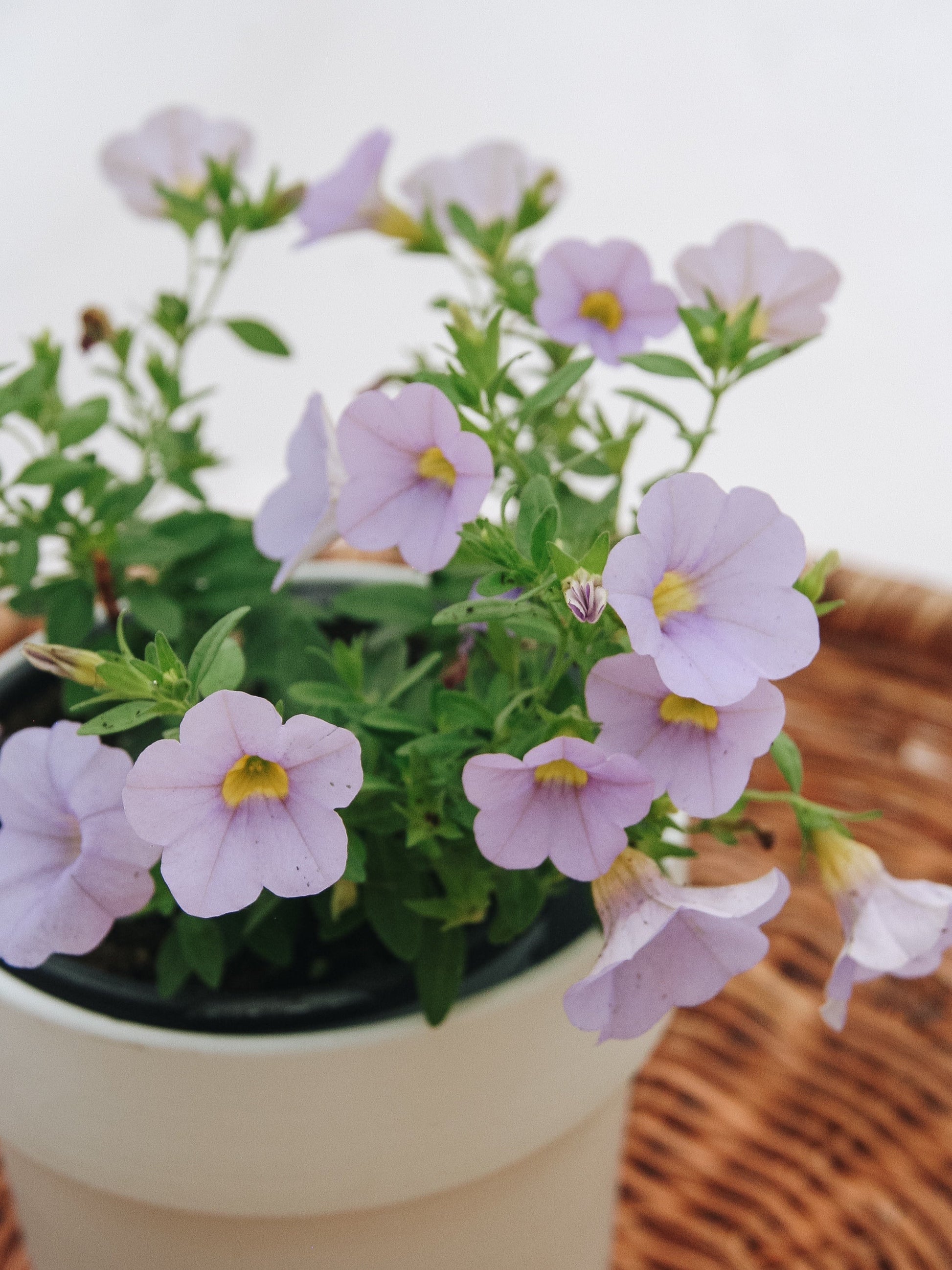 Calibrachoa Superbells Miss Lilac