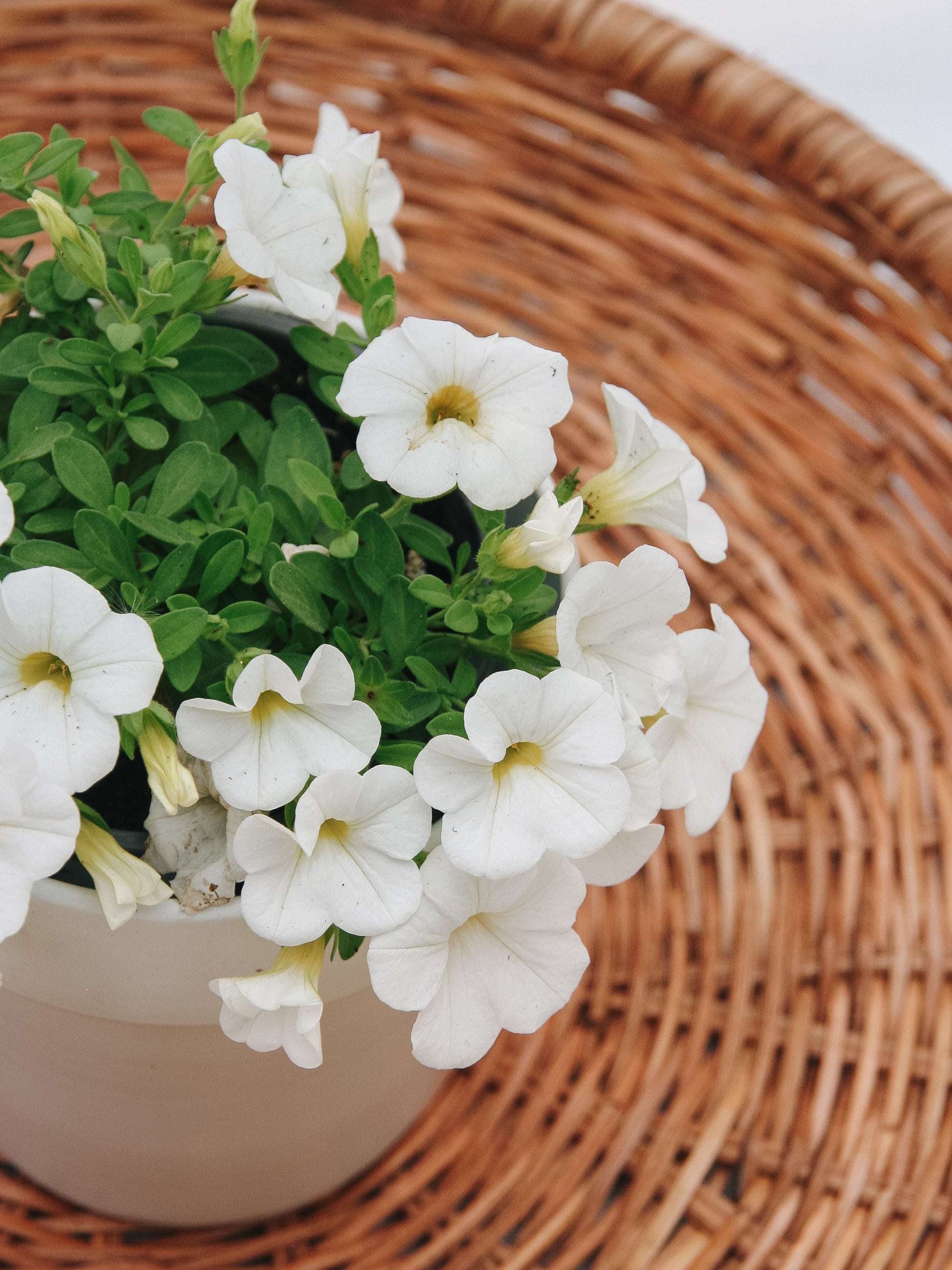 Calibrachoa Superbells White