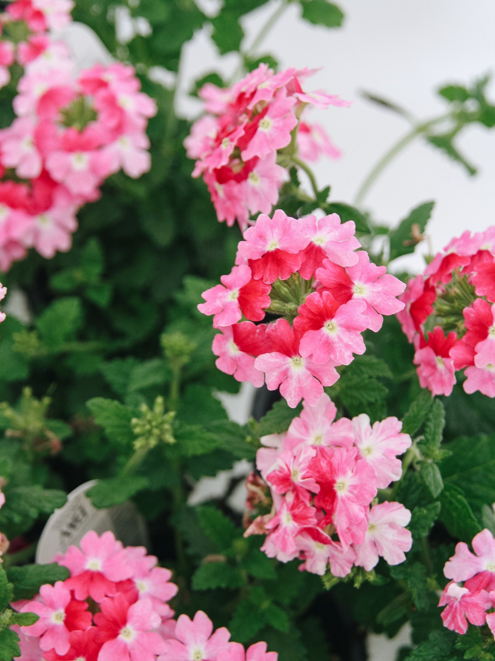 Verbena Superbena Sparkling Rose