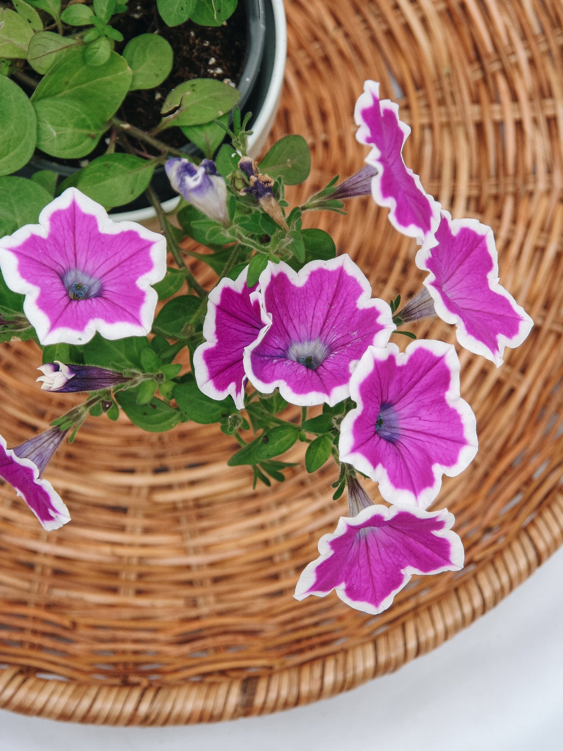Petunia Supertunia Hoopla Vivid Orchid