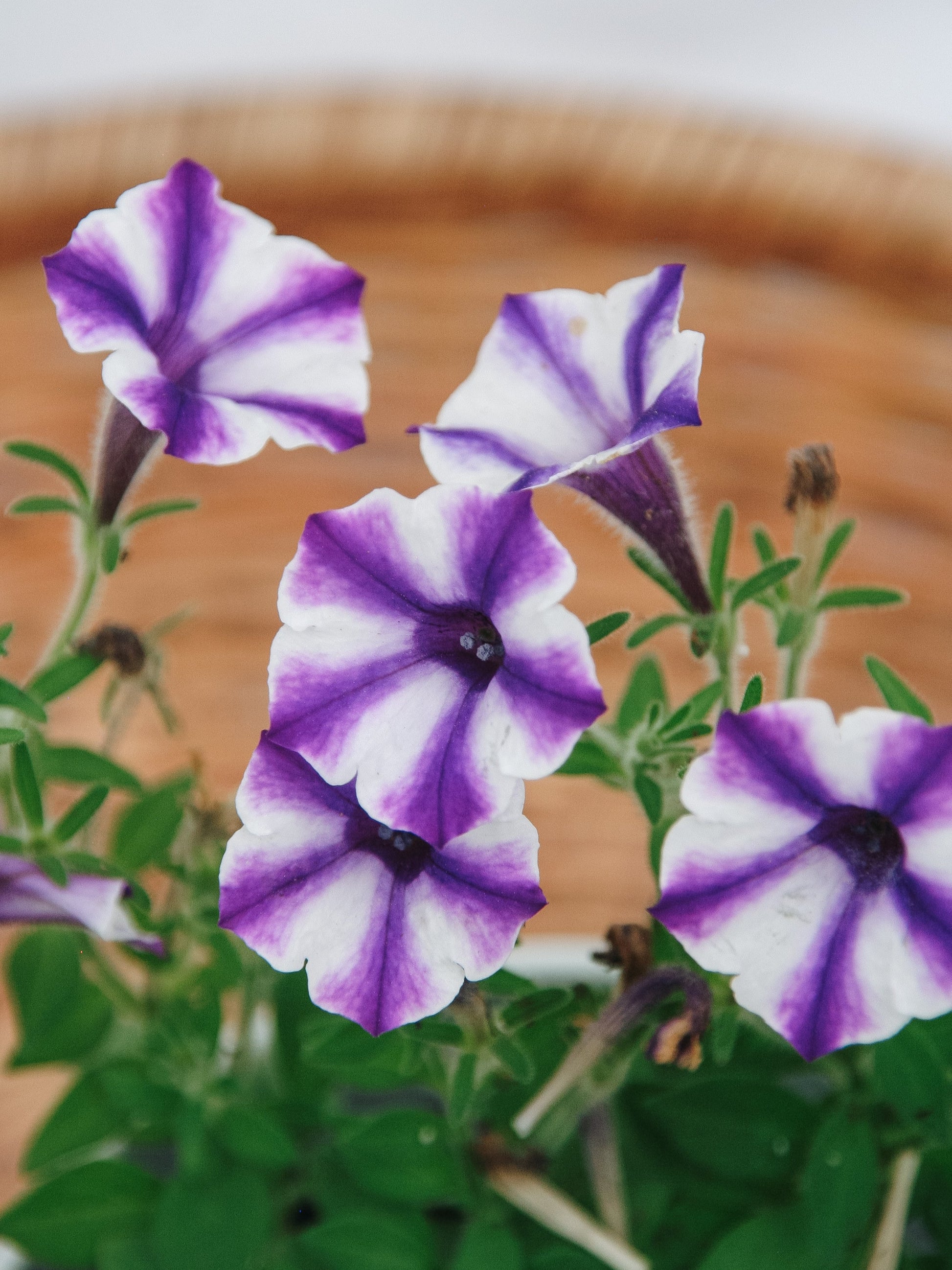 Petunia Supertunia Mini Vista Violet Star