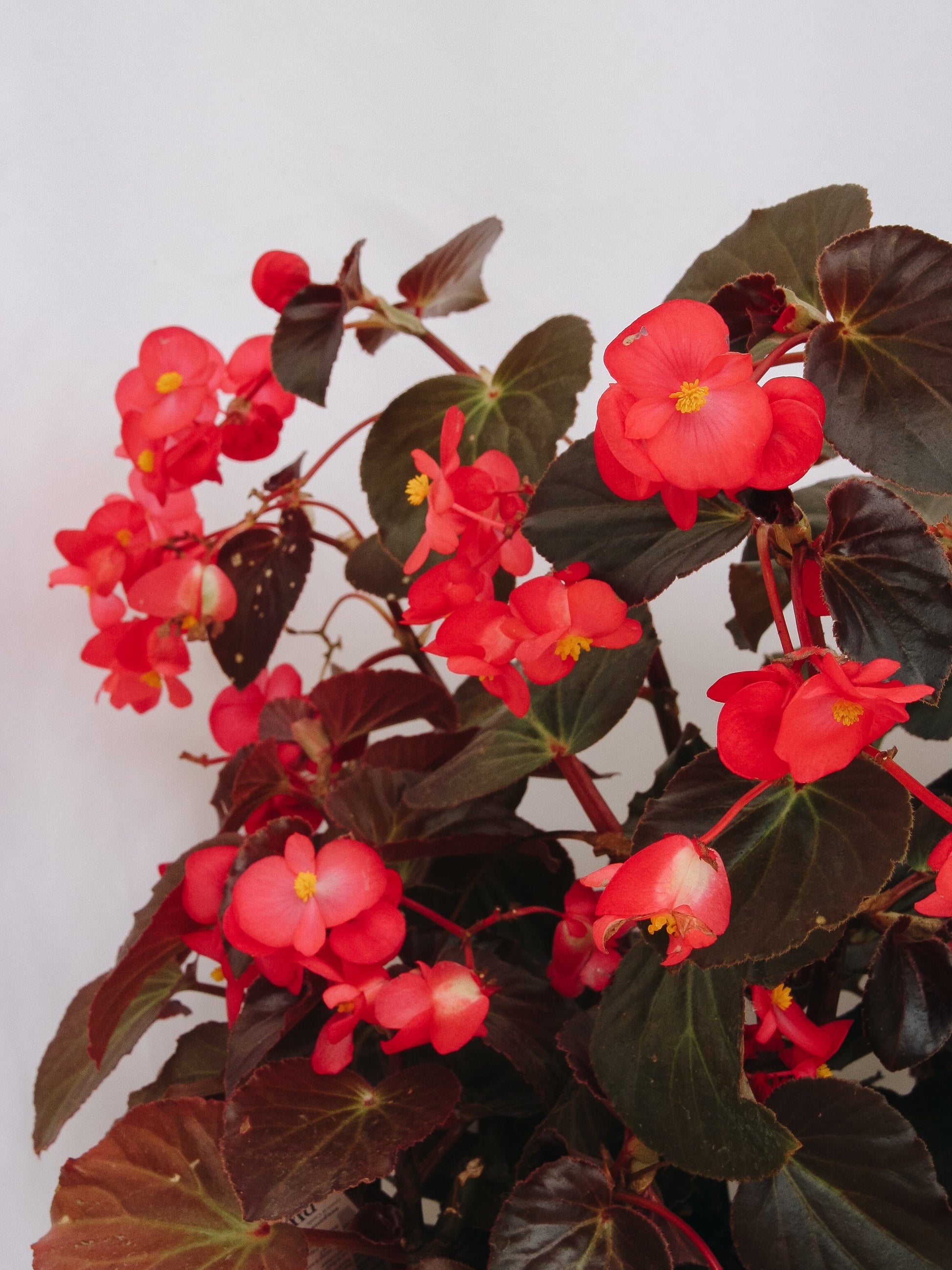 Begonia Surefire Cherry Cordial