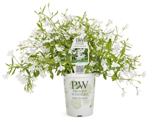 Lobelia Laguna® Cloud White